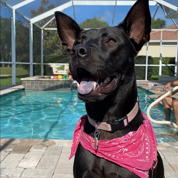 Meet your Posher, Jillian - Picture 1 of 1